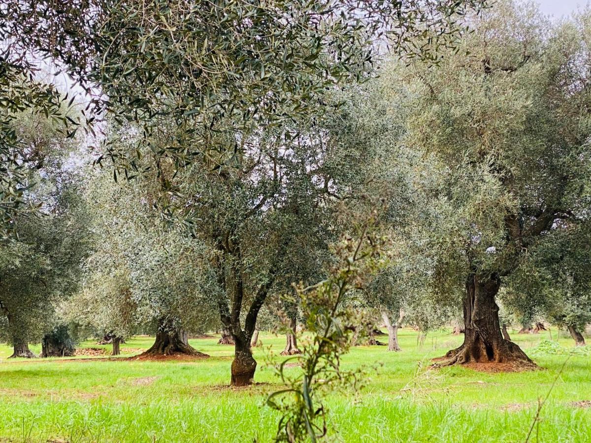 Trullo Foodie Villa Cisternino Exterior photo